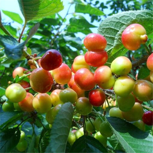 吉塞拉樱桃苗 矮化吉塞拉樱桃苗 早大果樱桃苗 红灯樱桃苗  大樱桃苗基地