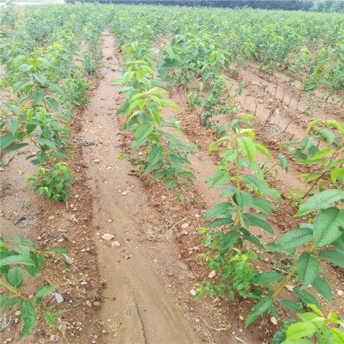 鑫泽苗木 批量出售嫁接樱桃树苗 南北方种植樱桃苗 吉塞拉樱桃苗 量大从优
