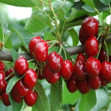 泰安利华园艺 供应樱桃苗 吉塞拉樱桃苗批发 矮化樱桃苗价格 基地直销 价格详谈 欢迎选购