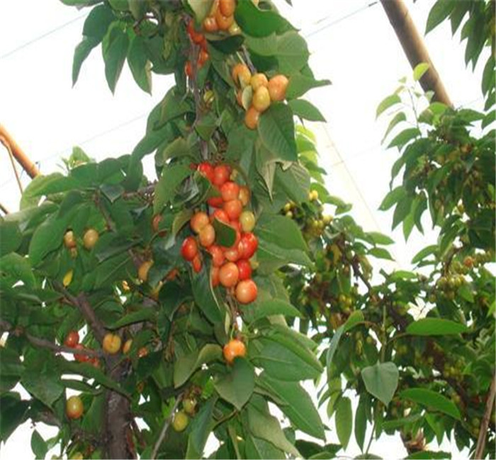 樱桃苗基地 山泉园艺樱桃苗批发 樱桃苗市场价格 基地直销 欢迎选购