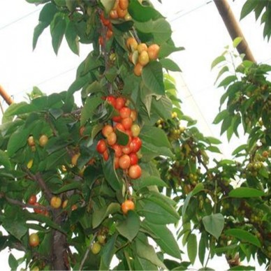 樱桃苗基地 山泉园艺樱桃苗批发 樱桃苗市场价格 基地直销 欢迎选购