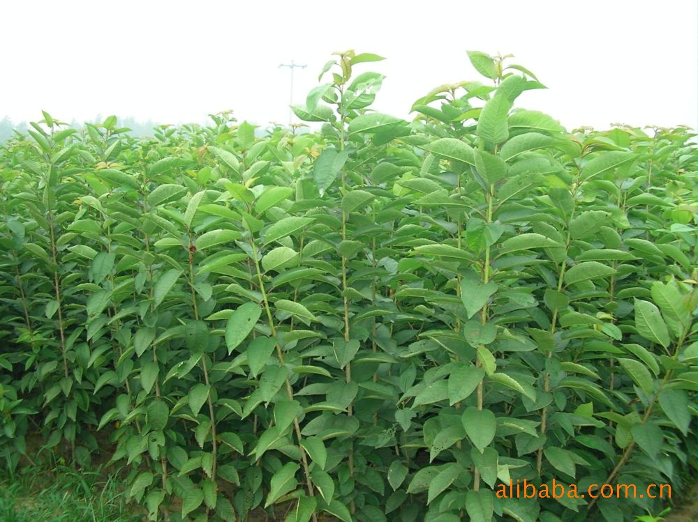 樱桃种子黑山樱种子东北樱桃种子供应河北樱桃种子