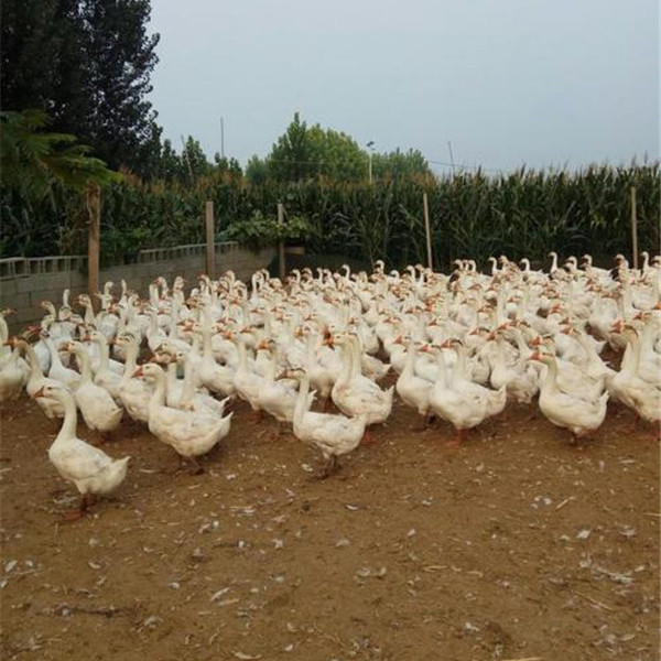 鼎发养鹅场批发豁眼鹅 成品鹅回收 招鹅苗代理