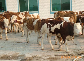 鲁西肉牛 肉牛养殖方法 肉牛价格 育肥肉牛犊价格 育肥肉牛犊