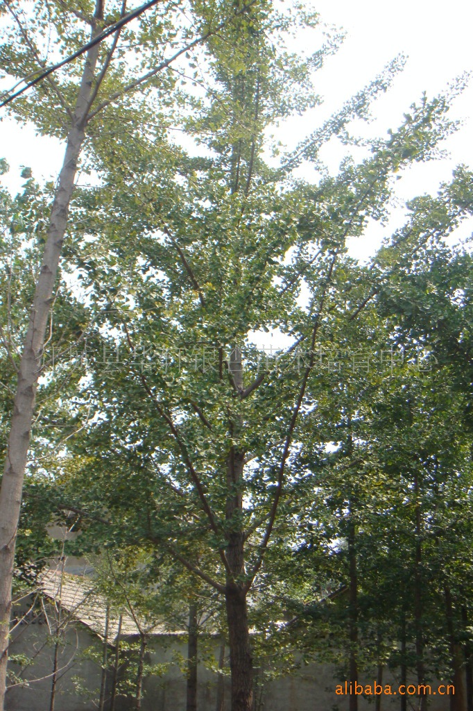 常年低价直销【银杏】,【银杏树】,【银杏苗木】