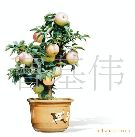 厂家直销果树盆景，韩国花园 室内盆景花卉，绿化苗木