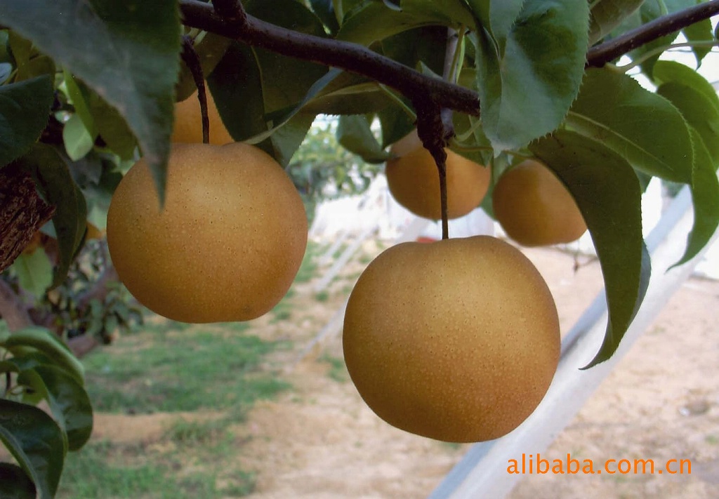 供应风水梨（河北特产）