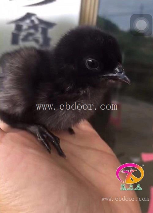 蒙自绿壳蛋鸡苗养殖市场-九龙山珍禽-蒙自绿壳蛋鸡苗