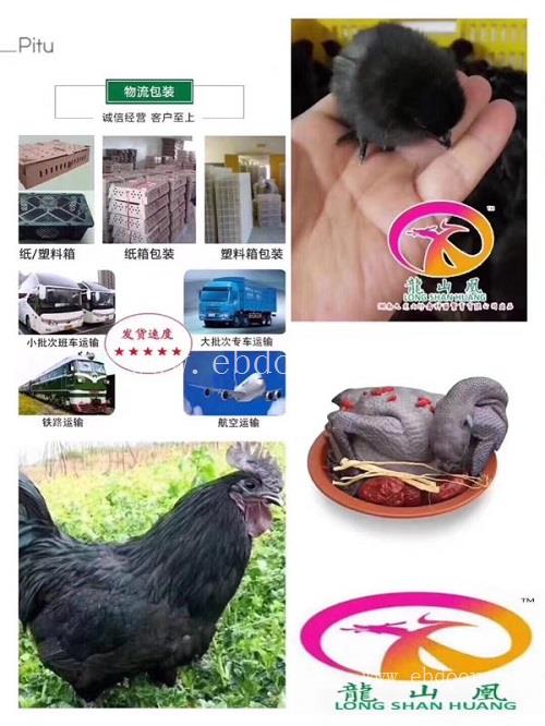 弥勒绿壳蛋鸡苗批发价格-九龙山珍禽-弥勒绿壳蛋鸡苗