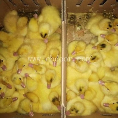 麻鸭苗批发-昆明麻鸭苗-妙林鸭苗养殖场(查看)