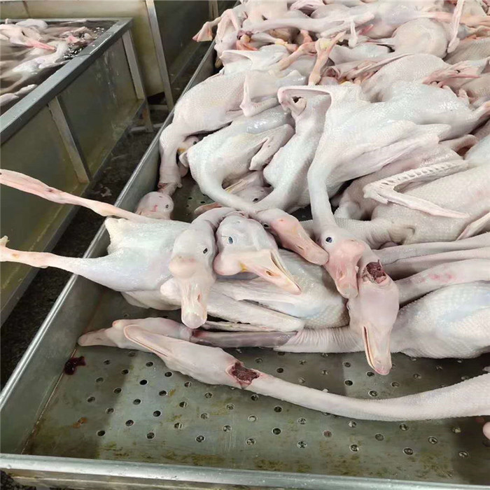 东北老鹅批发  批发鹅翅 散养肉嫩美味白条鹅 批发新鲜大鹅 肉鹅