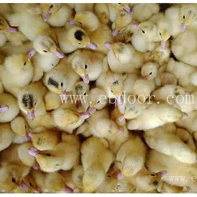 白火鸭-鸭苗养殖-白火鸭价格