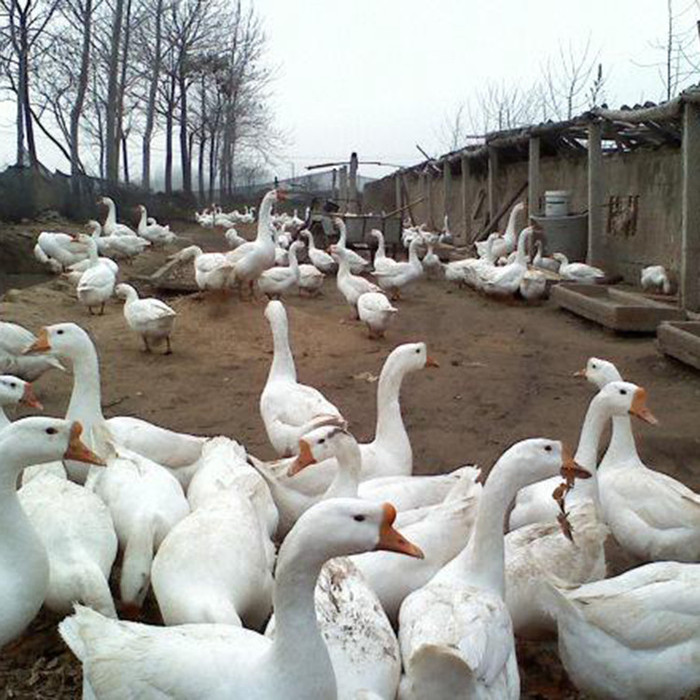 鹅苗批发  狮头鹅鹅苗 正宗三花鹅苗供应 养鹅场批发