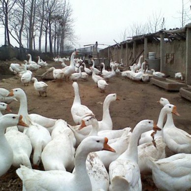 批发大白鹅  狮头鹅苗报价 三花鹅苗养殖基地 批发出售