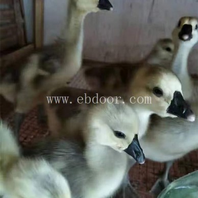 霍尔多巴吉鹅-鹅苗多少钱一只-霍尔多巴吉鹅苗哪里有卖