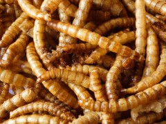 黄粉虫干 养殖观赏鱼饲料 锦鲤饲料 面包虫干【汉虾干】