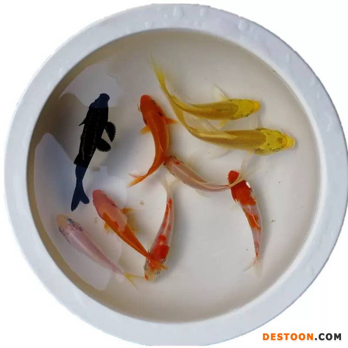 港兴水产淡水鱼苗批发  锦鲤金鱼苗批发|观赏苗苗|鱼苗