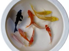 港兴水产淡水鱼苗批发  锦鲤金鱼苗批发|观赏苗苗|鱼苗