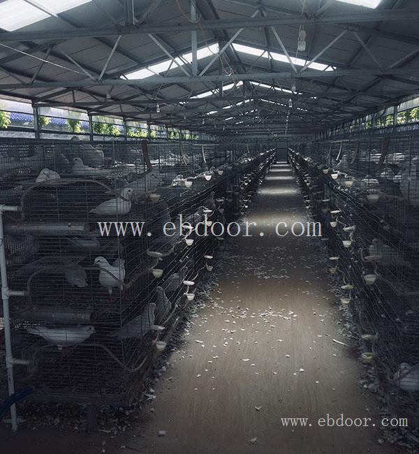 专业肉鸽种鸽哪家好-天明(在线咨询)-襄阳肉鸽种鸽