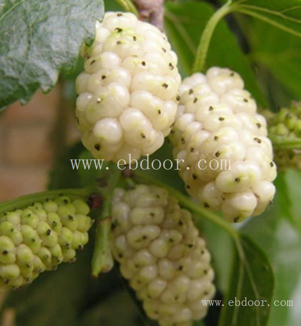 求购桑果苗价格-求购桑果苗-世超苗木电话