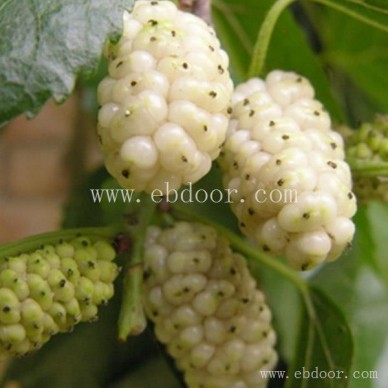 求购桑果苗价格-求购桑果苗-世超苗木电话