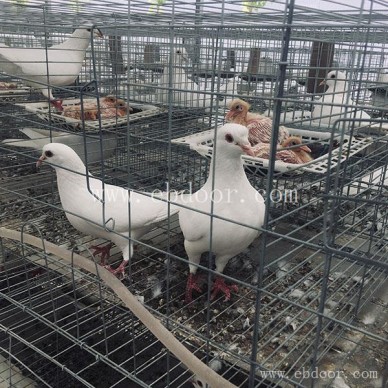 天明肉鸽养殖回收收购-规模化鸽子的养殖如何养