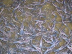 遵义匙吻鲟鱼苗【明辉水产】