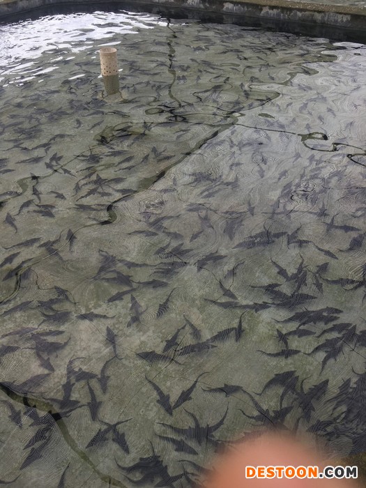 兴科水产 大量出售中华鲟鱼苗杂交鲟鱼苗杂交鲟价格四川中华鲟鱼苗