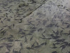 兴科水产 大量出售中华鲟鱼苗杂交鲟鱼苗杂交鲟价格四川中华鲟鱼苗