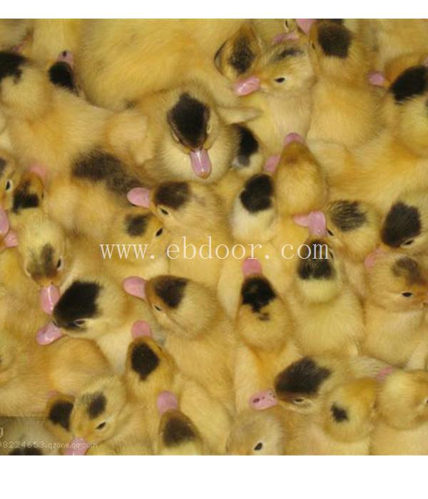 西彦孵化厂质量好-出售番鸭苗多少钱一只-辽宁番鸭苗多少钱一只