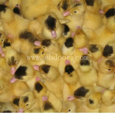 西彦孵化厂质量好-出售番鸭苗多少钱一只-辽宁番鸭苗多少钱一只