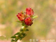 红景天​种植栽培和​施肥管理