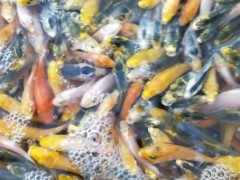 临江市观赏鱼苗，特靓日本锦鲤鱼苗批发