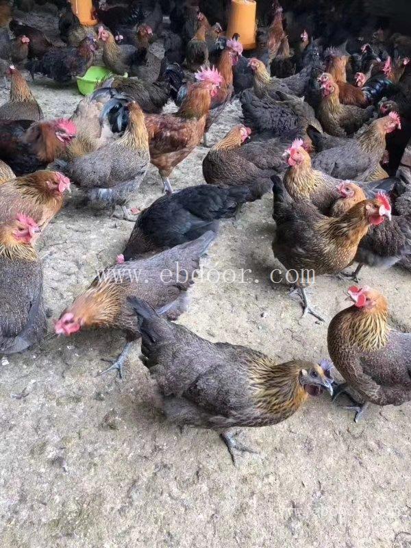 凤乌鸡-冠牧源鸡苗多少钱一只-凤乌鸡多少钱