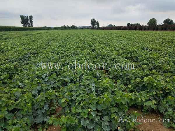 葡萄苗-双宝果树基地直销-移栽葡萄苗