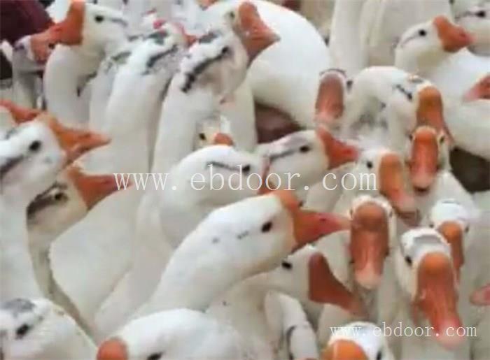 鹅雏孵化厂常杰(图)-朗德鹅苗养殖技术-黑龙江鹅苗