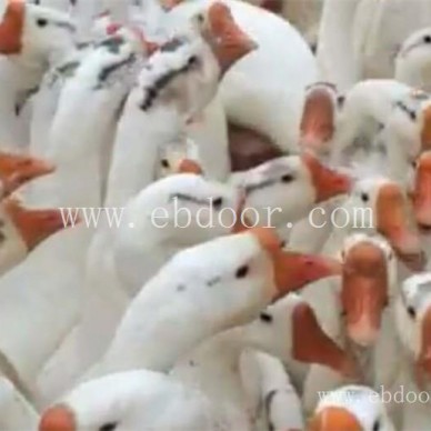 鹅雏孵化厂常杰(图)-朗德鹅苗养殖技术-黑龙江鹅苗