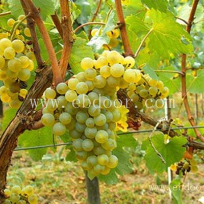 哪里卖葡萄苗-双宝果树飘香-葡萄苗