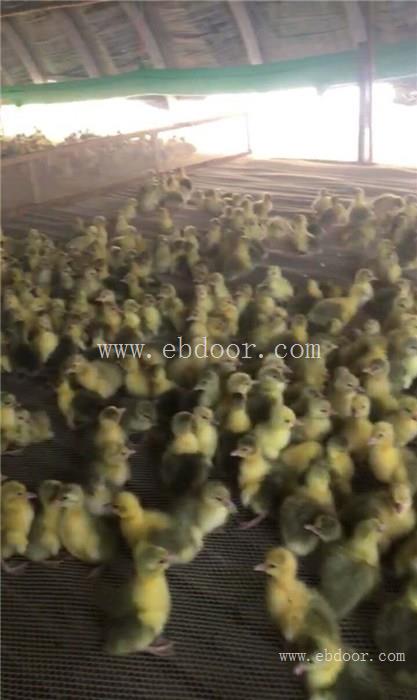 朗德鹅苗价格-鹅苗-昌图鹅雏孵化厂
