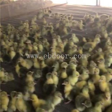 朗德鹅苗价格-鹅苗-昌图鹅雏孵化厂