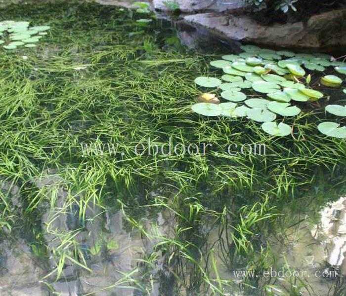 大量供应苦草批发价格-吕梁大量供应苦草-众禾水生植物服务好