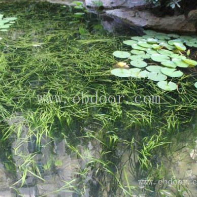大量供应苦草批发价格-吕梁大量供应苦草-众禾水生植物服务好