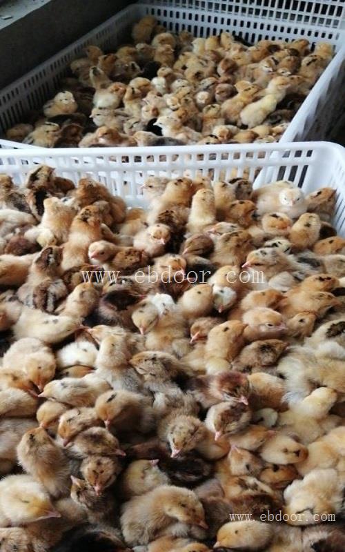 曲靖绿壳蛋鸡苗价格-曲靖绿壳蛋鸡苗-九龙山珍禽(查看)