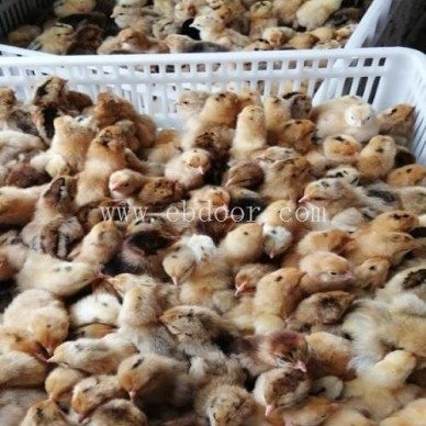 曲靖绿壳蛋鸡苗价格-曲靖绿壳蛋鸡苗-九龙山珍禽(查看)