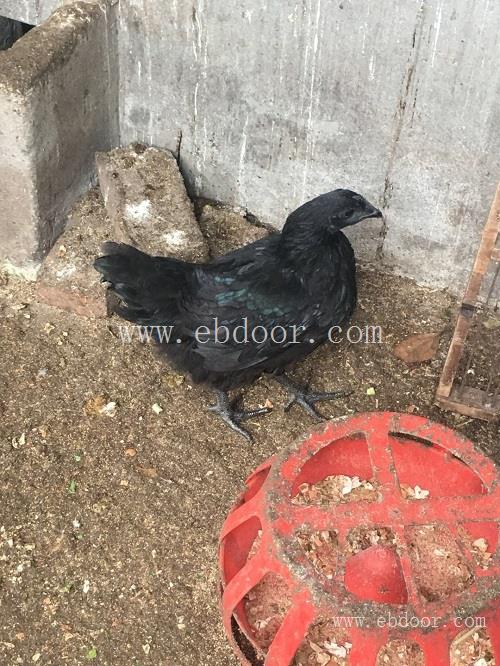 开远绿壳蛋鸡苗批发-开远绿壳蛋鸡苗-九龙山珍禽(查看)