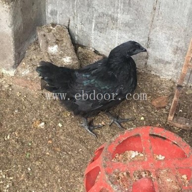 开远绿壳蛋鸡苗批发-开远绿壳蛋鸡苗-九龙山珍禽(查看)