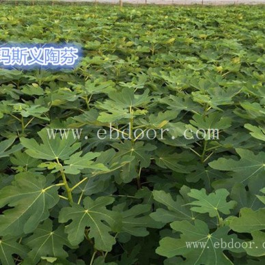 【小叶无花果】早熟(图)-批发无花果苗-泰安无花果苗