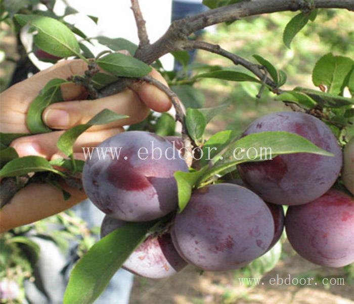 凉山味帝李子苗特点-凉山味帝李子苗-亿然苗木批发基地(查看)