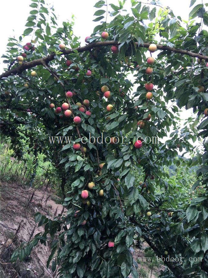 李子树苗-金华果友果苗成活率高-求购李子树苗