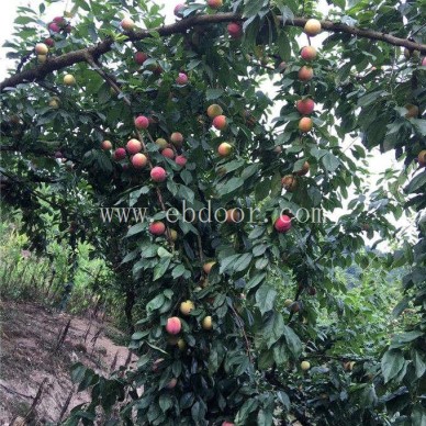 李子树苗-金华果友果苗成活率高-求购李子树苗